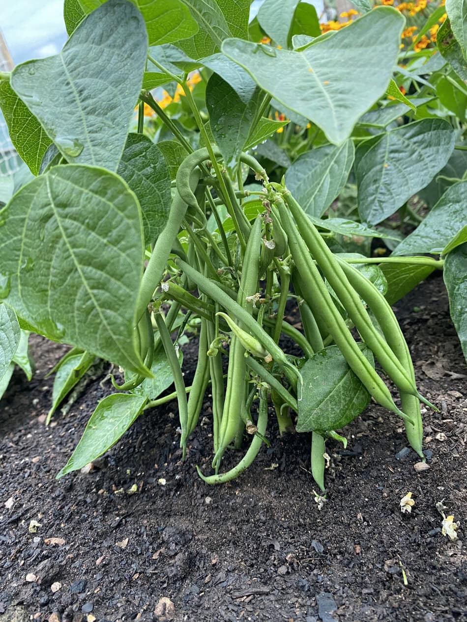 Dwarf french beans