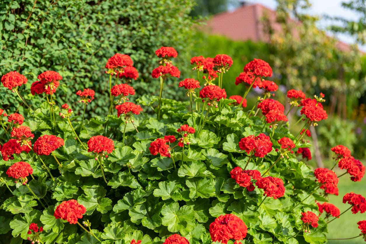 Calliope Geranium