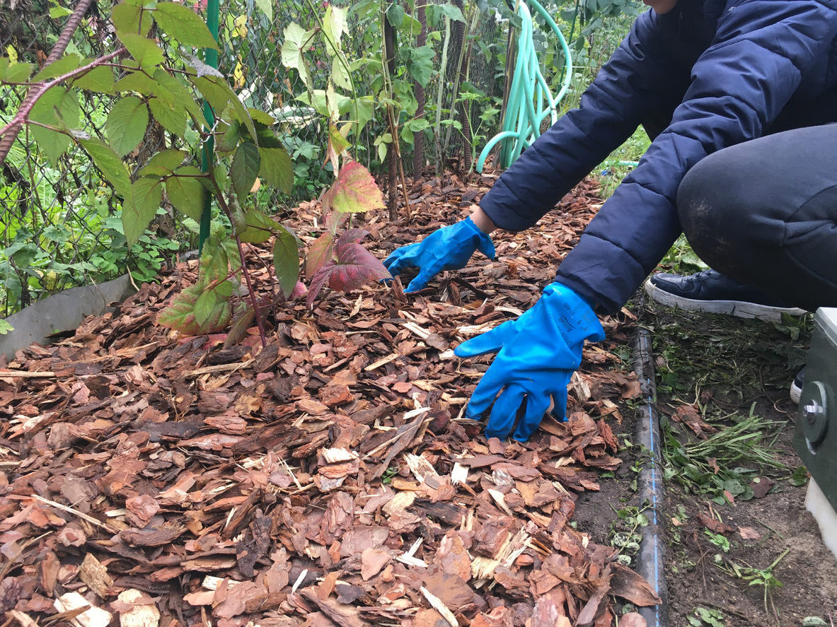 Mulching raspberry plants