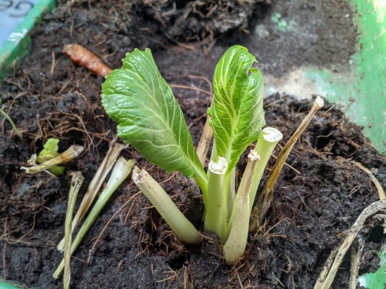 11 Vegetables That Regrow After Cutting (Endless Harvests)