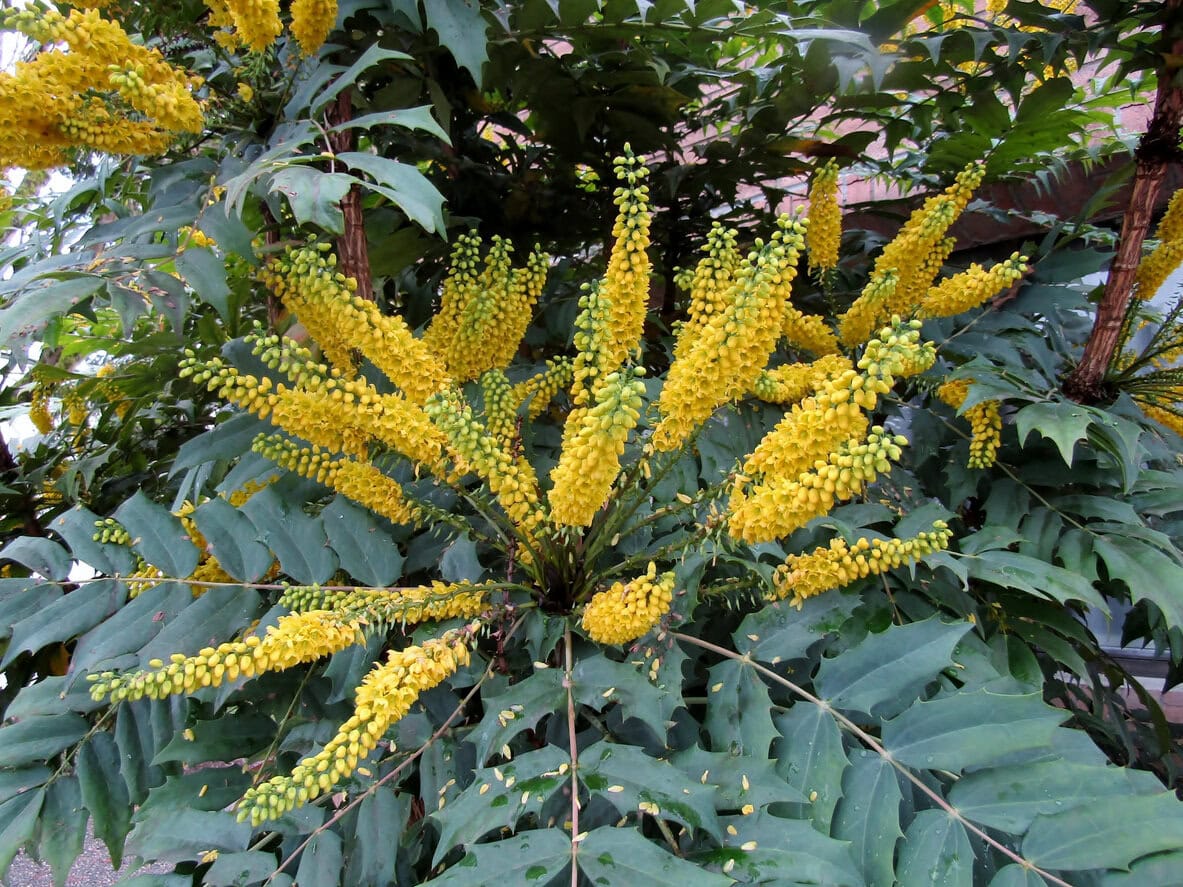 Mahonia