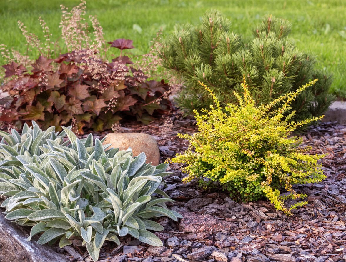 Mulched plants with pine bark for winter
