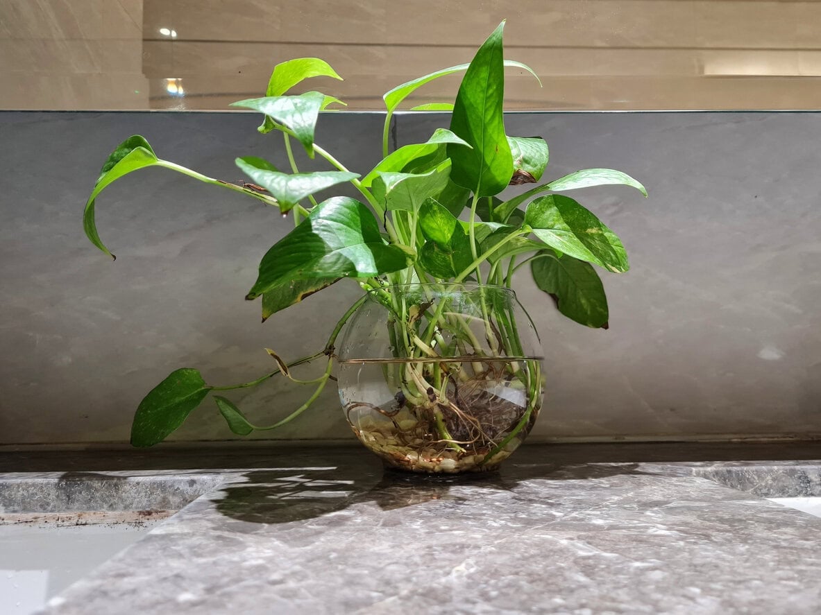 Pothos growing in bathroom