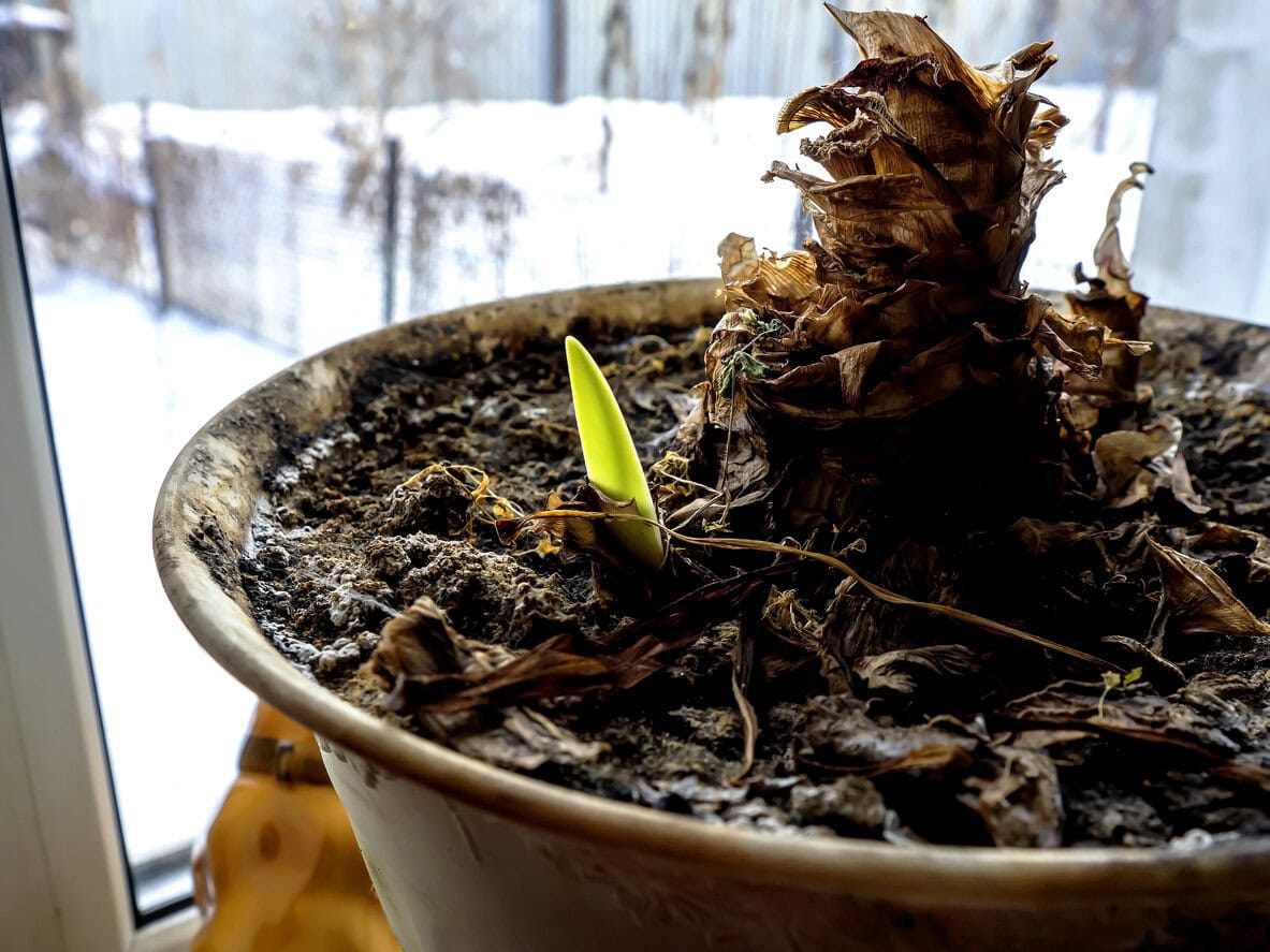 new tender amaryllis sprouts in a pot on the windowsill illuminated by the sun
