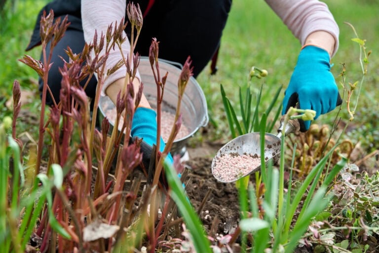 10 Perennials You Should Fertilize in Early Spring for Bigger Summer Blooms