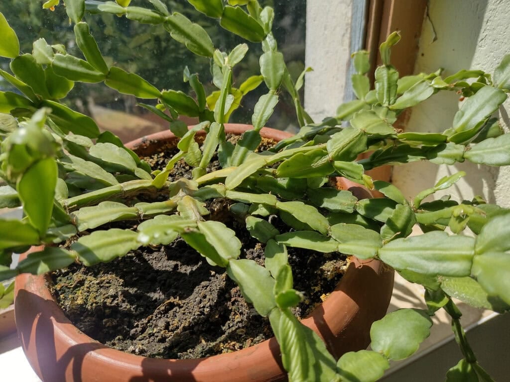 Christmas cactus (Schlumbergera) in the pot
