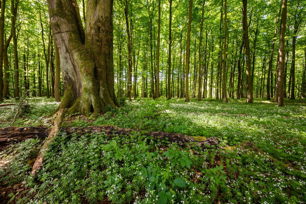 Beech tree amidst blooming sweet woodruff