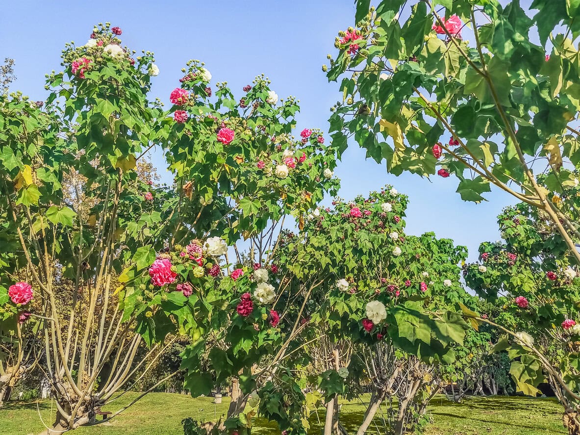 Hibiskus Konföderierte Rose