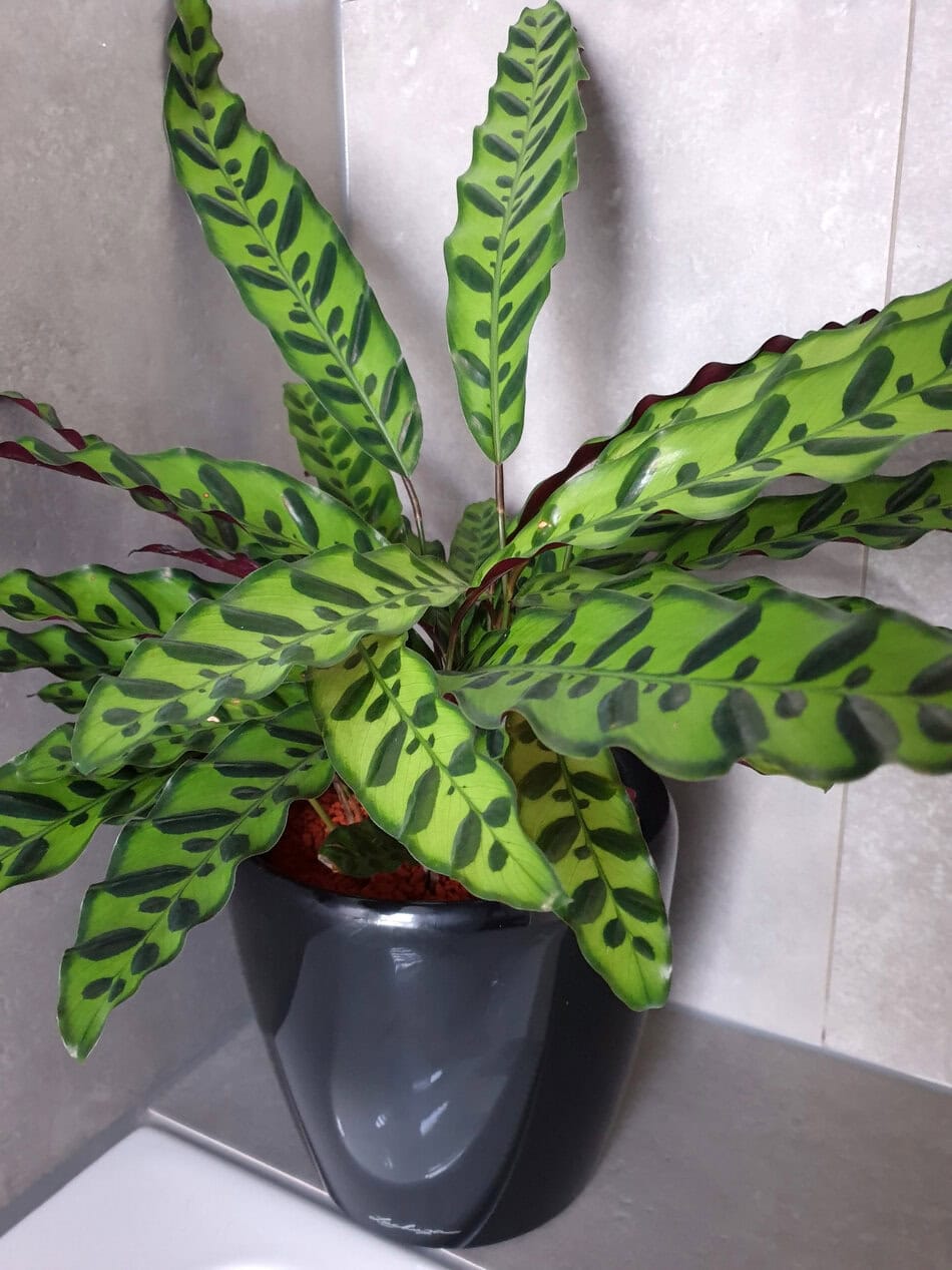 Rattlesnake Plant (Calathea lancifolia)