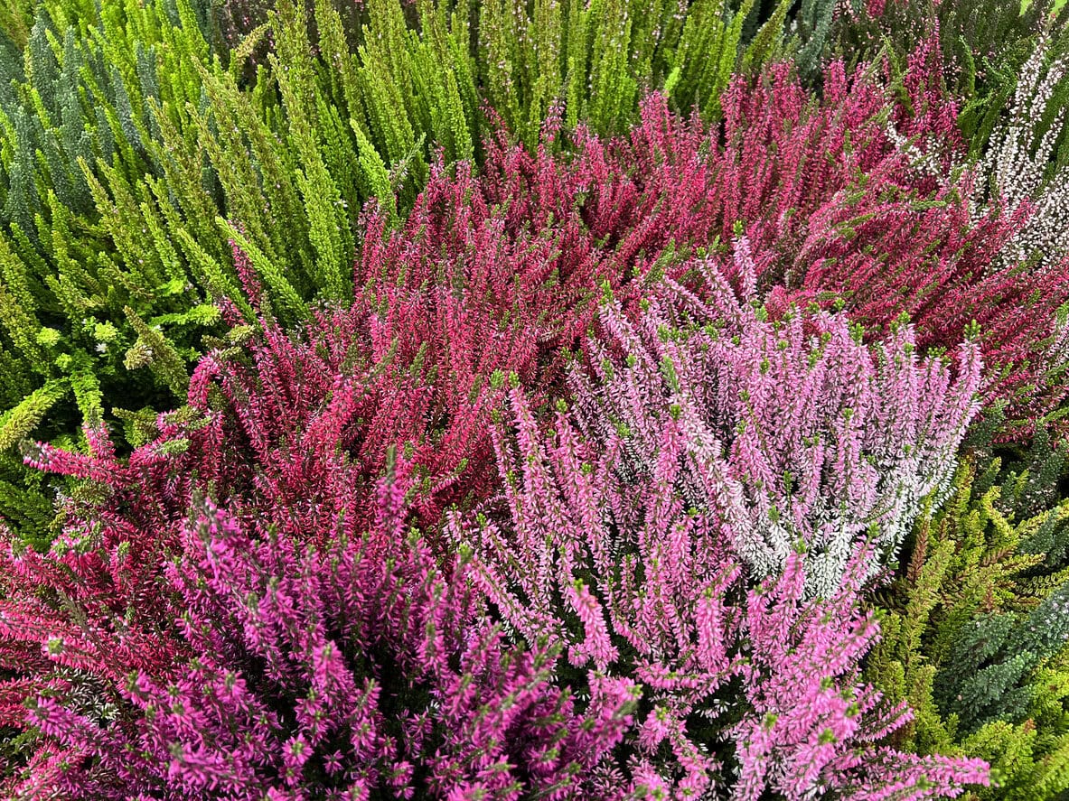 Winter heather Broom heather, Calluna vulgaris