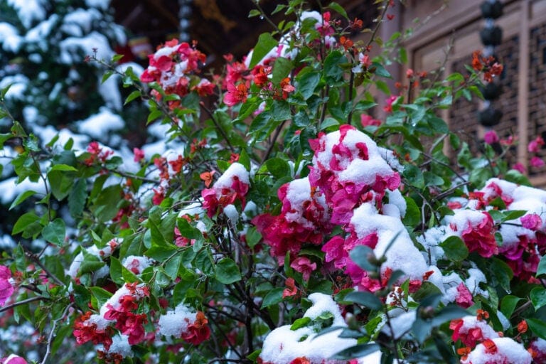 11 Shrubs That Bloom In The Dead Of Winter