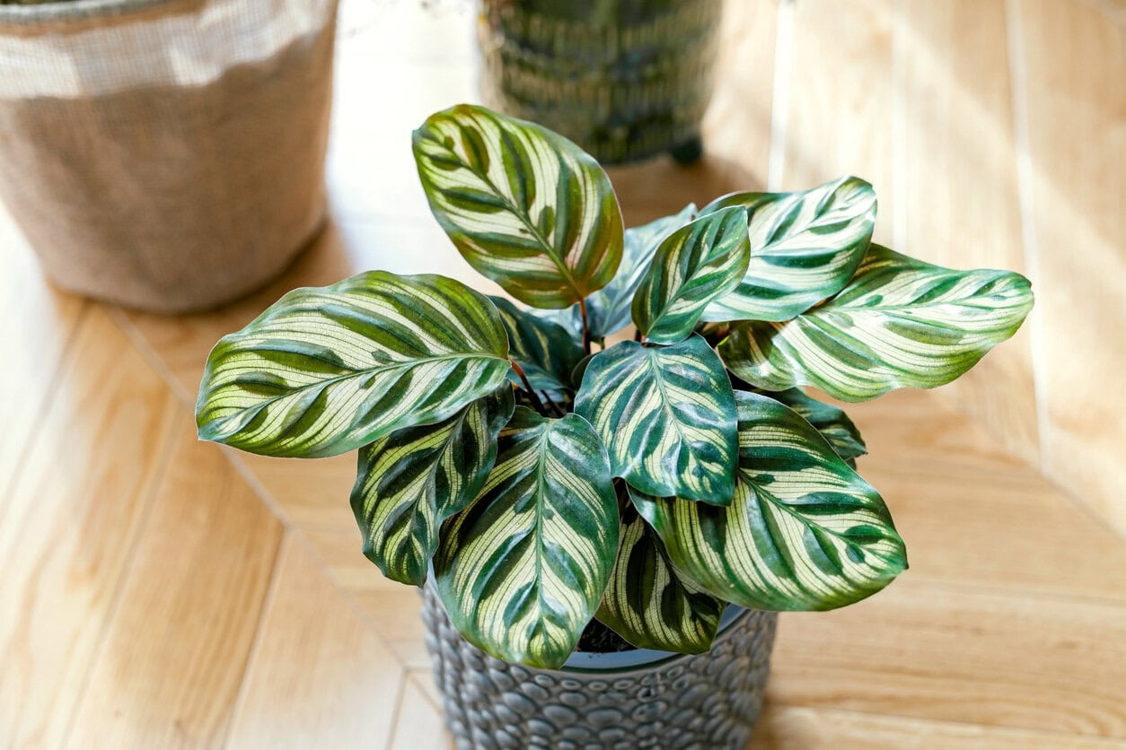 Peacock plant (Calathea makoyana)