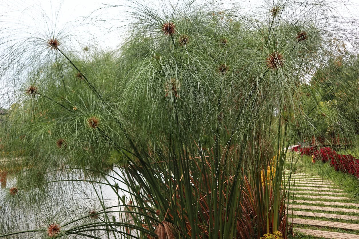 Papyrus