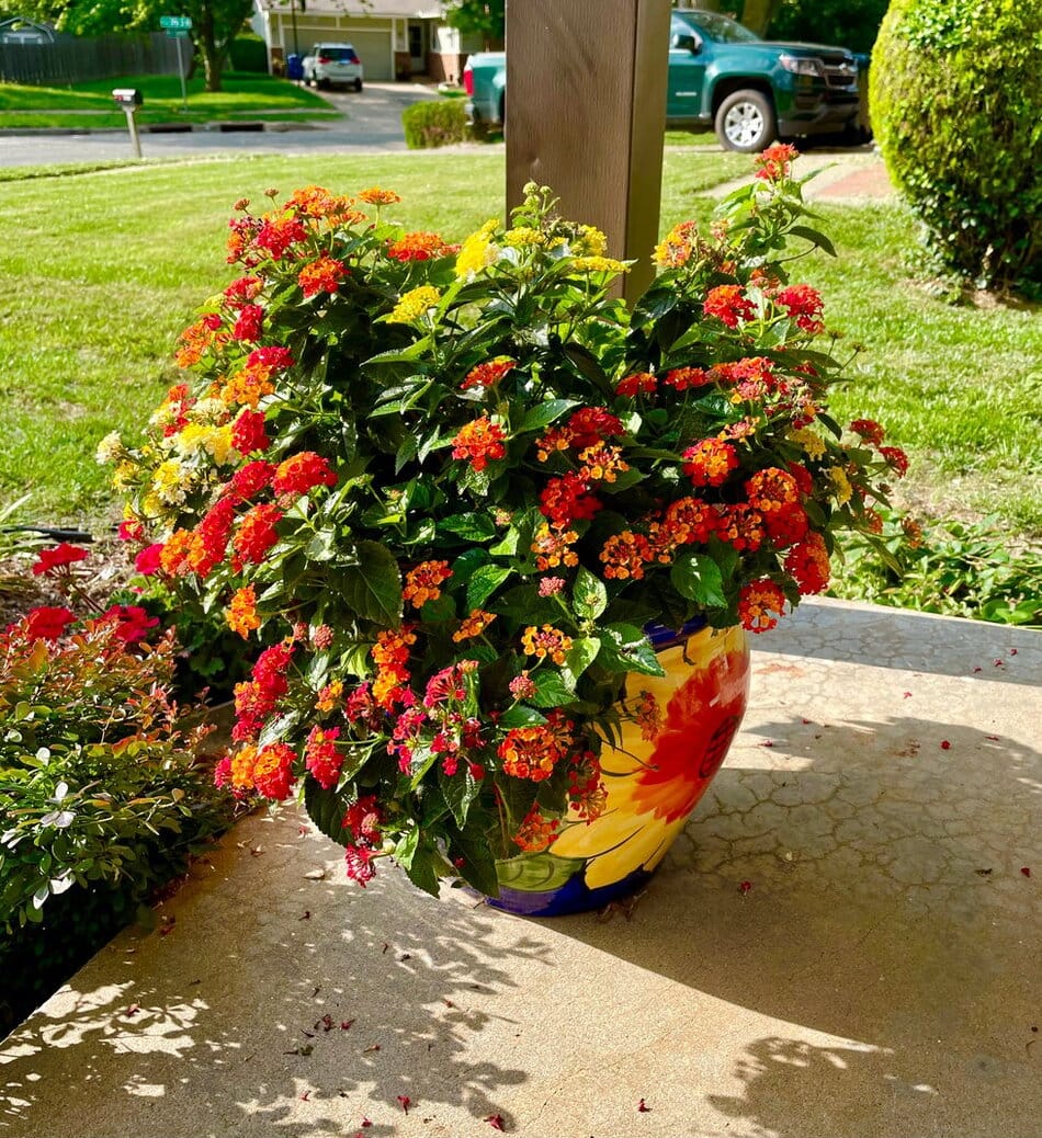 Lantana on Porch