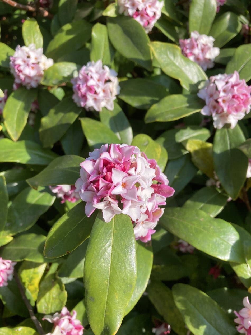 Winter Daphne