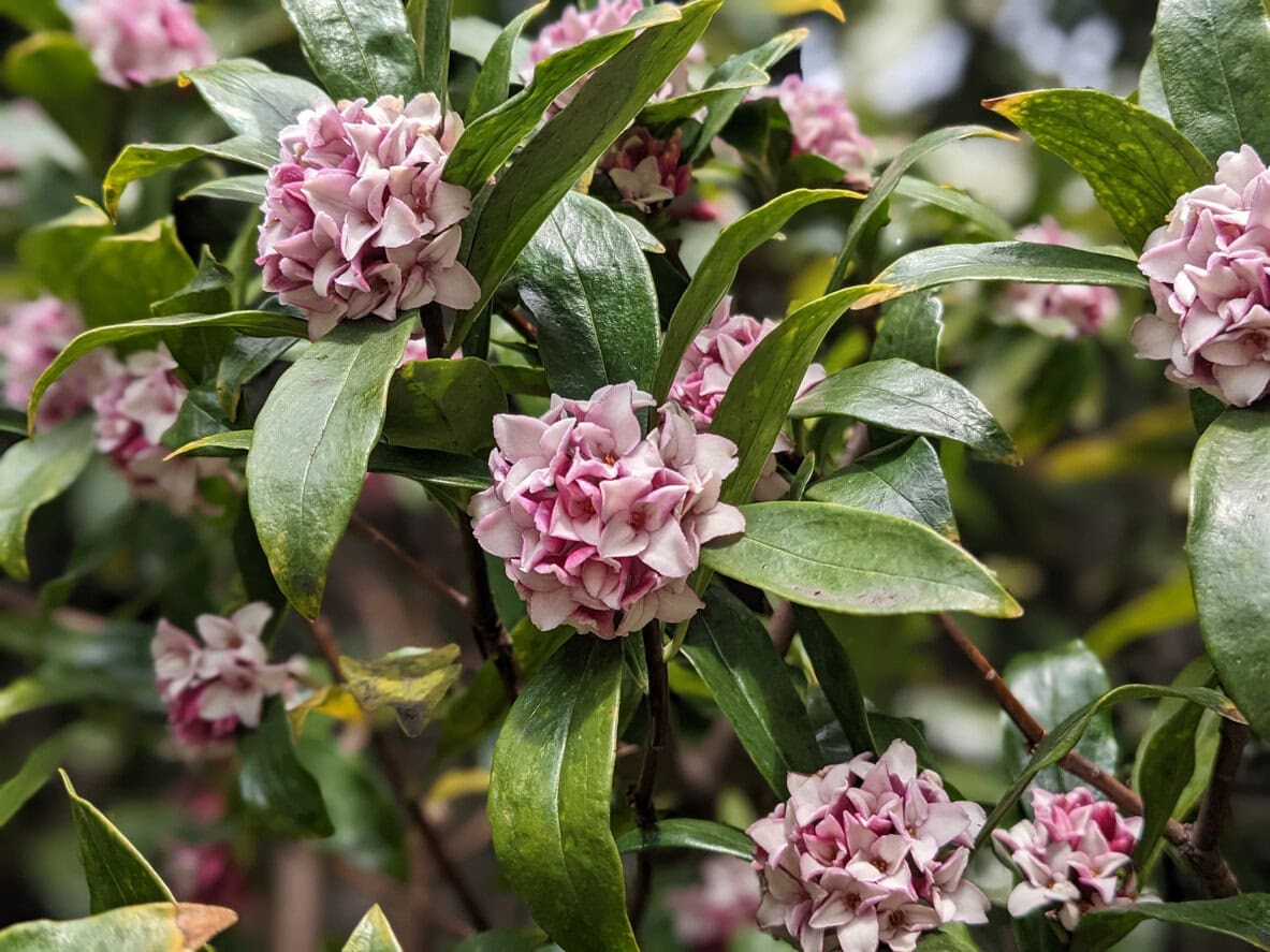 Winter Daphne