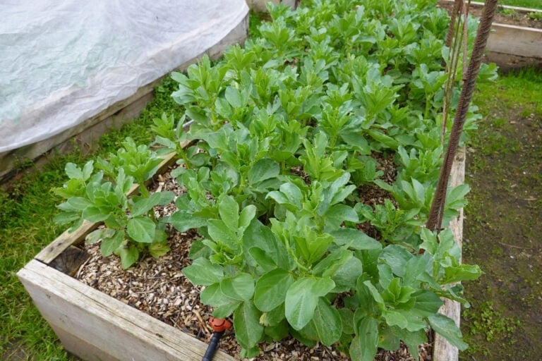 11 Vegetables You Can Still Plant In November (By USDA Zone) 