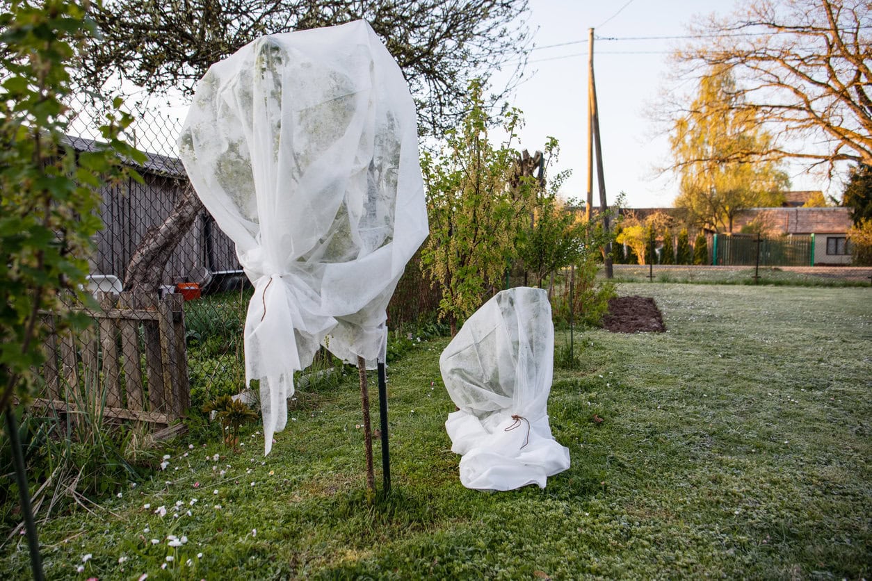 Bush covered to protect from snow
