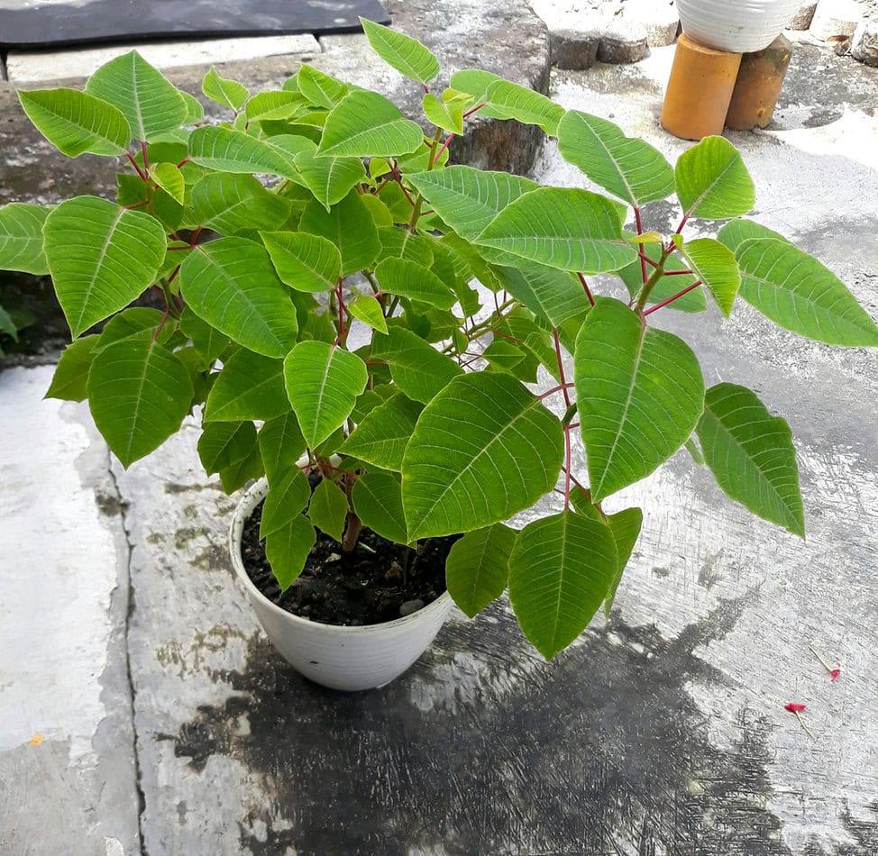 Poinsettia plant with green leaves, grown in a pot
