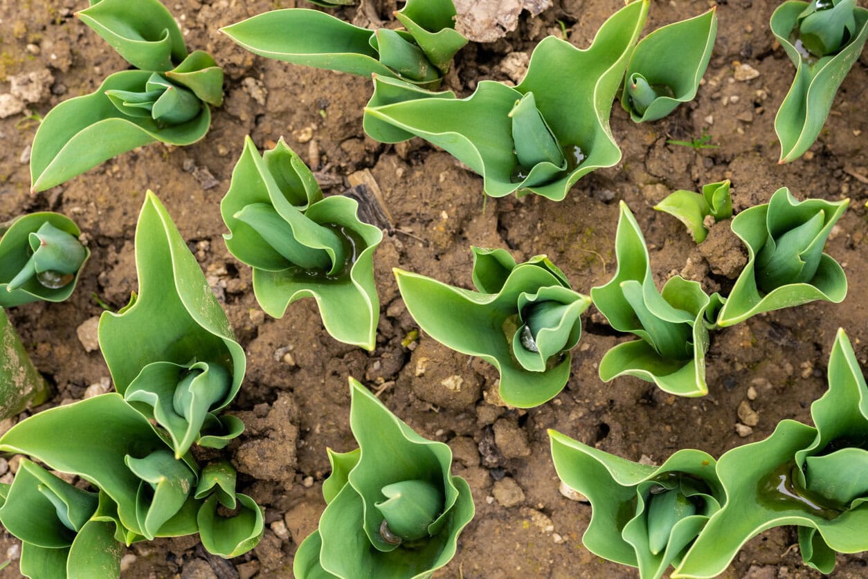 Freshly sprouted tulips planted in a garden bed