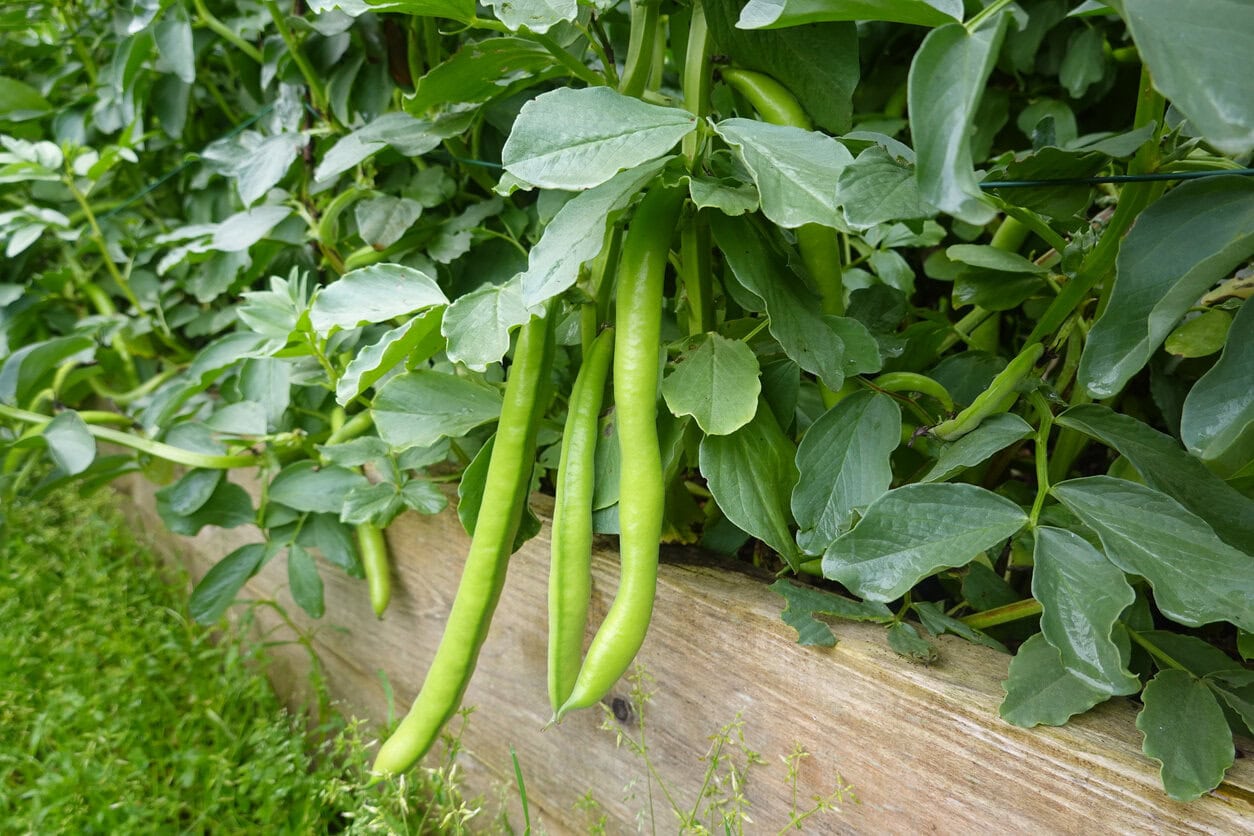 Fava Beans