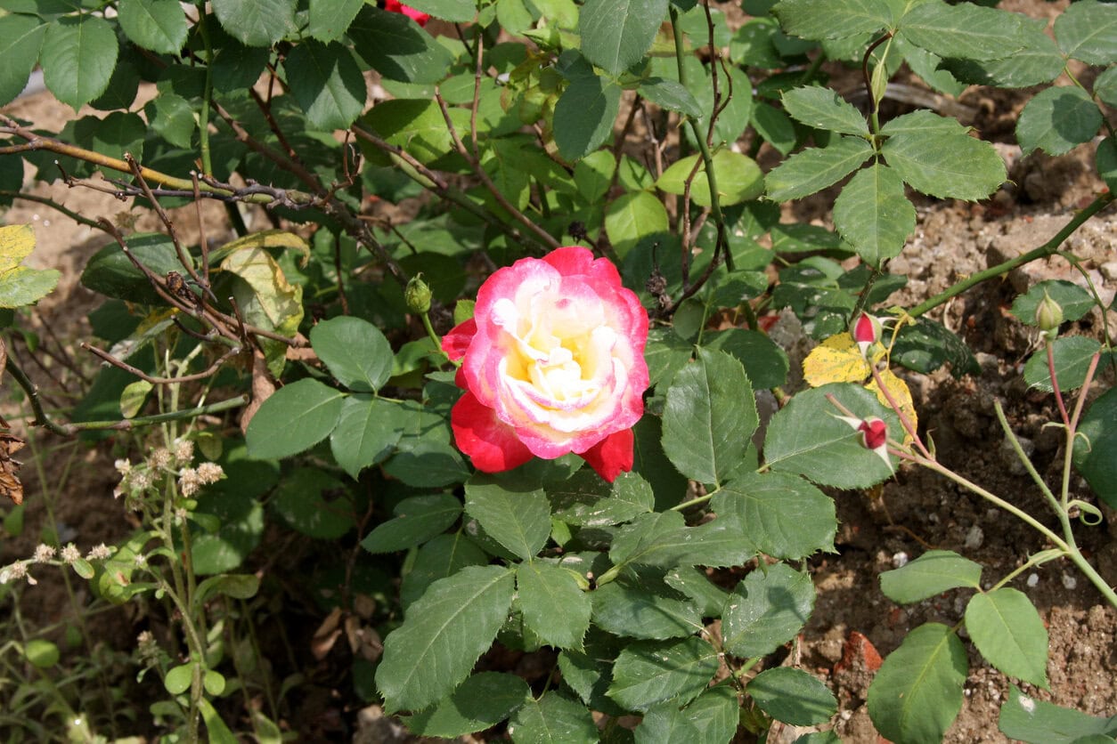 Hybrid Tea Roses 'Double Delight'