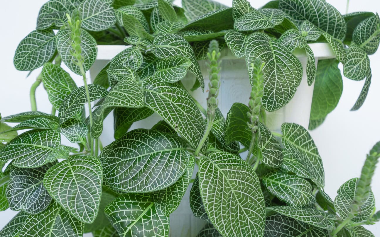 Nerve Plant Fittonia White Vein (Fittonia albivenis)