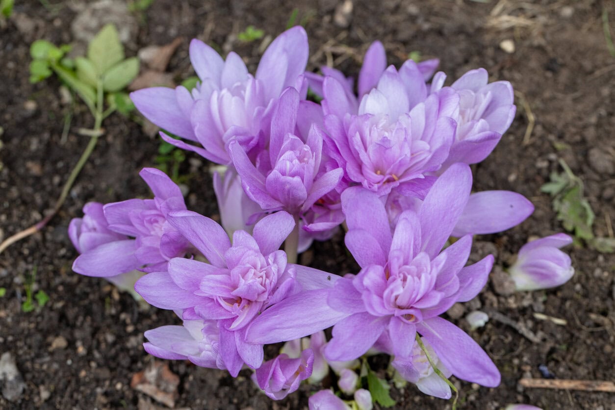 Colchicum Waterlily Crocus