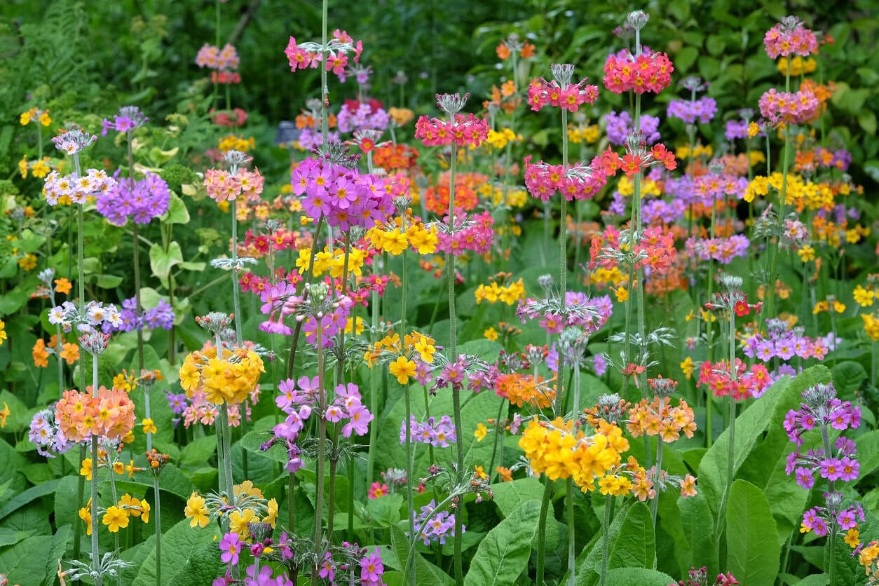 Japanese Primroses (Candelabra primula)