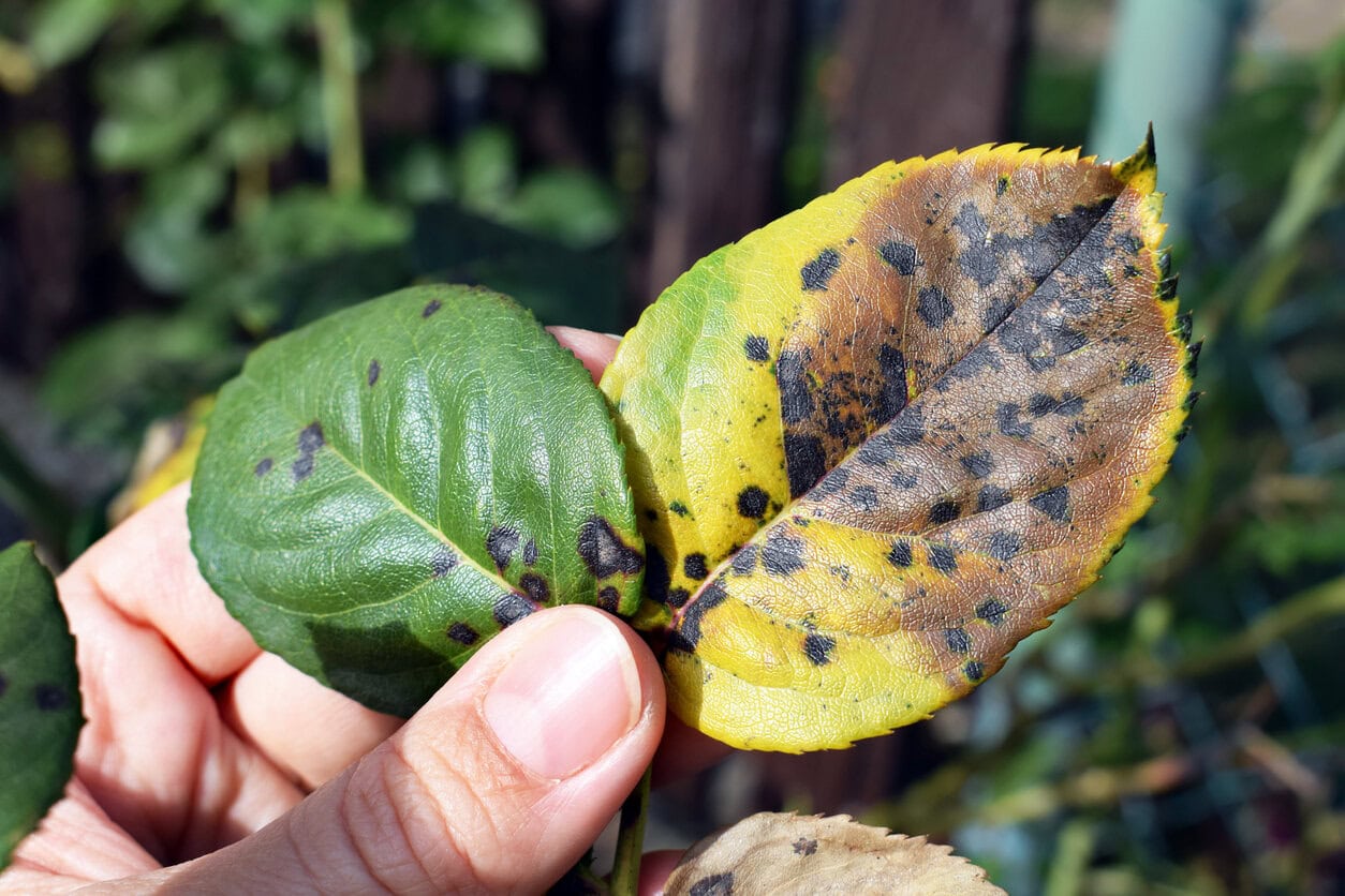 rose leaf with symptoms of fungal disease. Black spot of rose