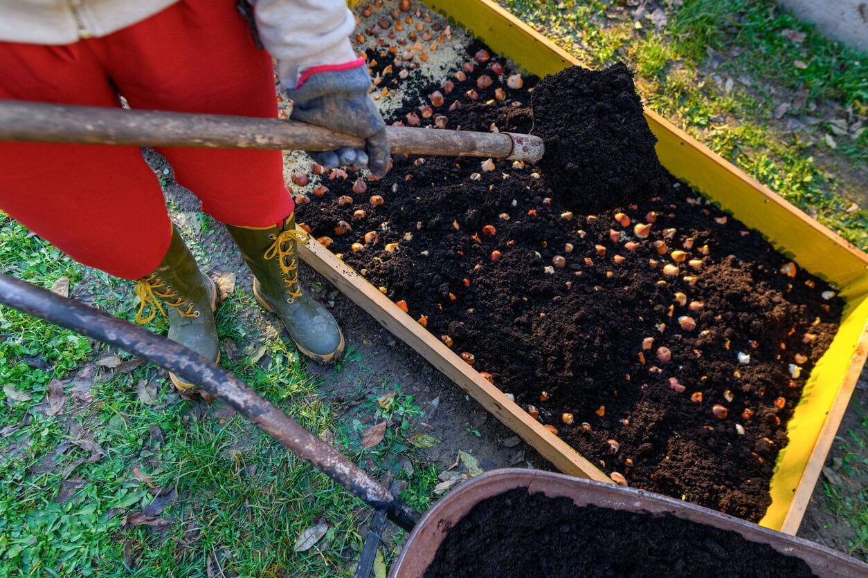 Planting tulip bulbs in a raised bed. Adding compost to flowerbed.
