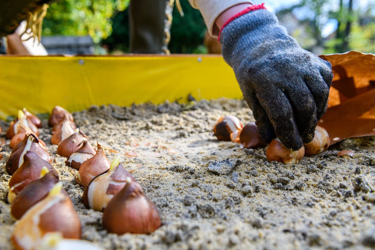 Planting tulip bulbs in a raised flower bed in fall