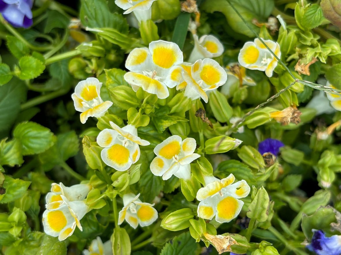 Kauai Torenia