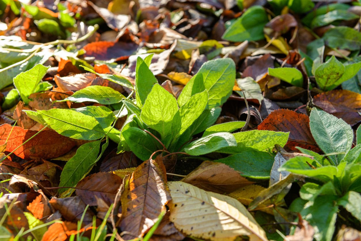 Flowerbed of Rudbeckia seedlings mulched with thick layer of fallen leaves