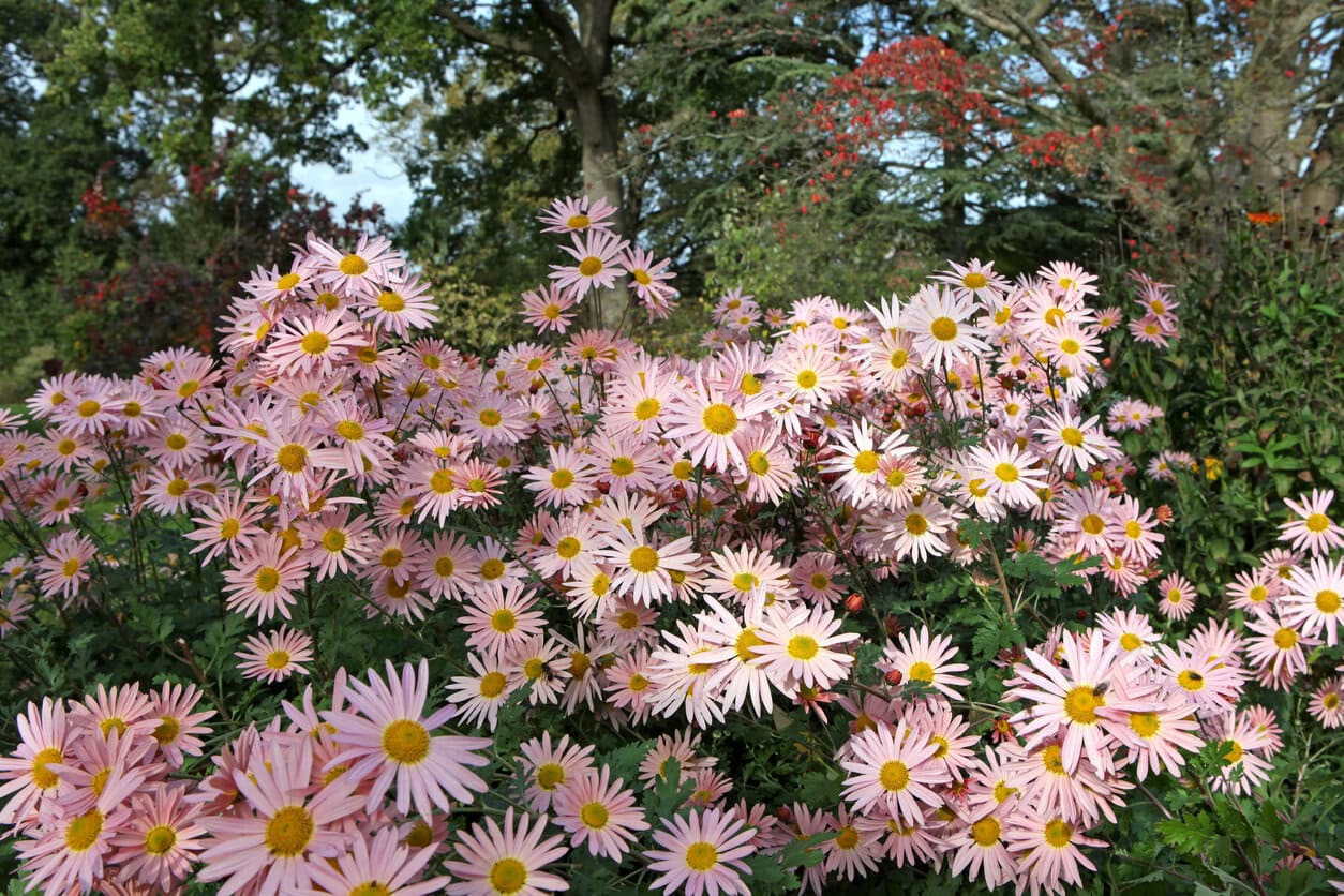 Chrysantheme Clara Curtis