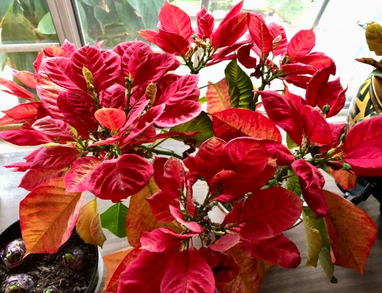 How to Make Your Poinsettia Turn Red Again for Christmas