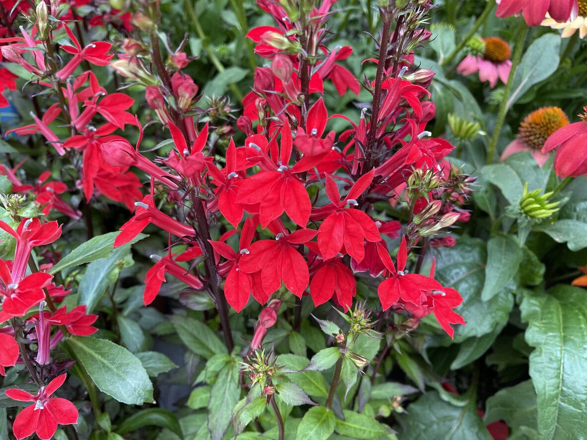 Cardinal Flower (Lobelia Cardinalis)