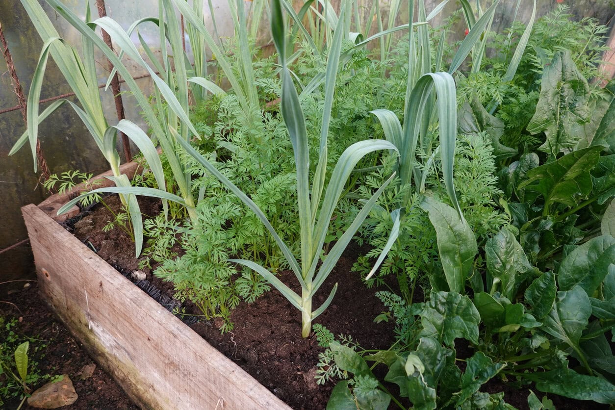garlic and carrot growing in a greenhouse