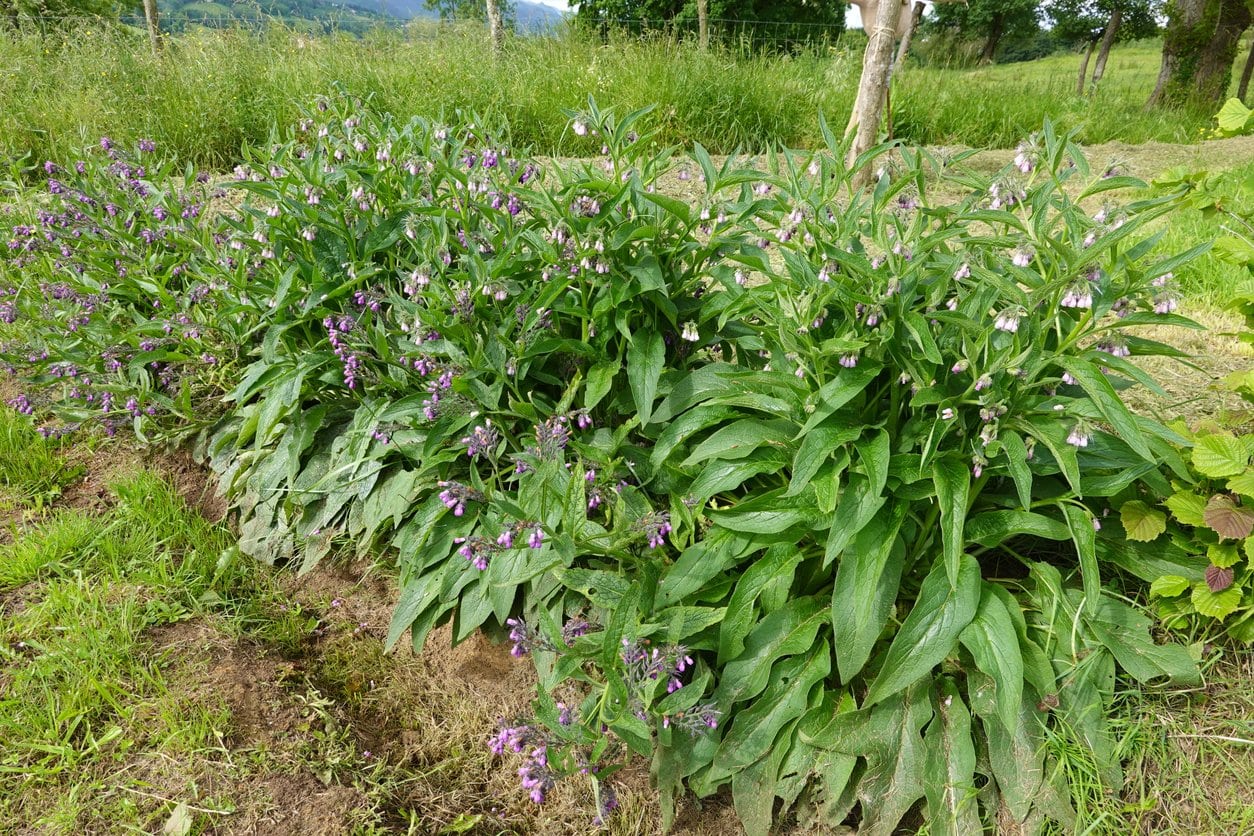 Comfrey