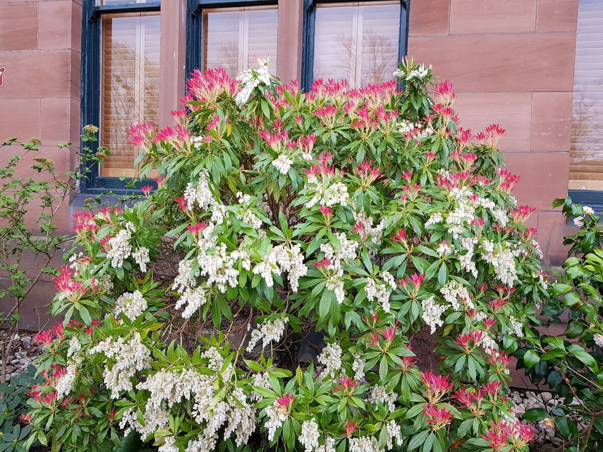 Japanese Pieris (Pieris Japonica)