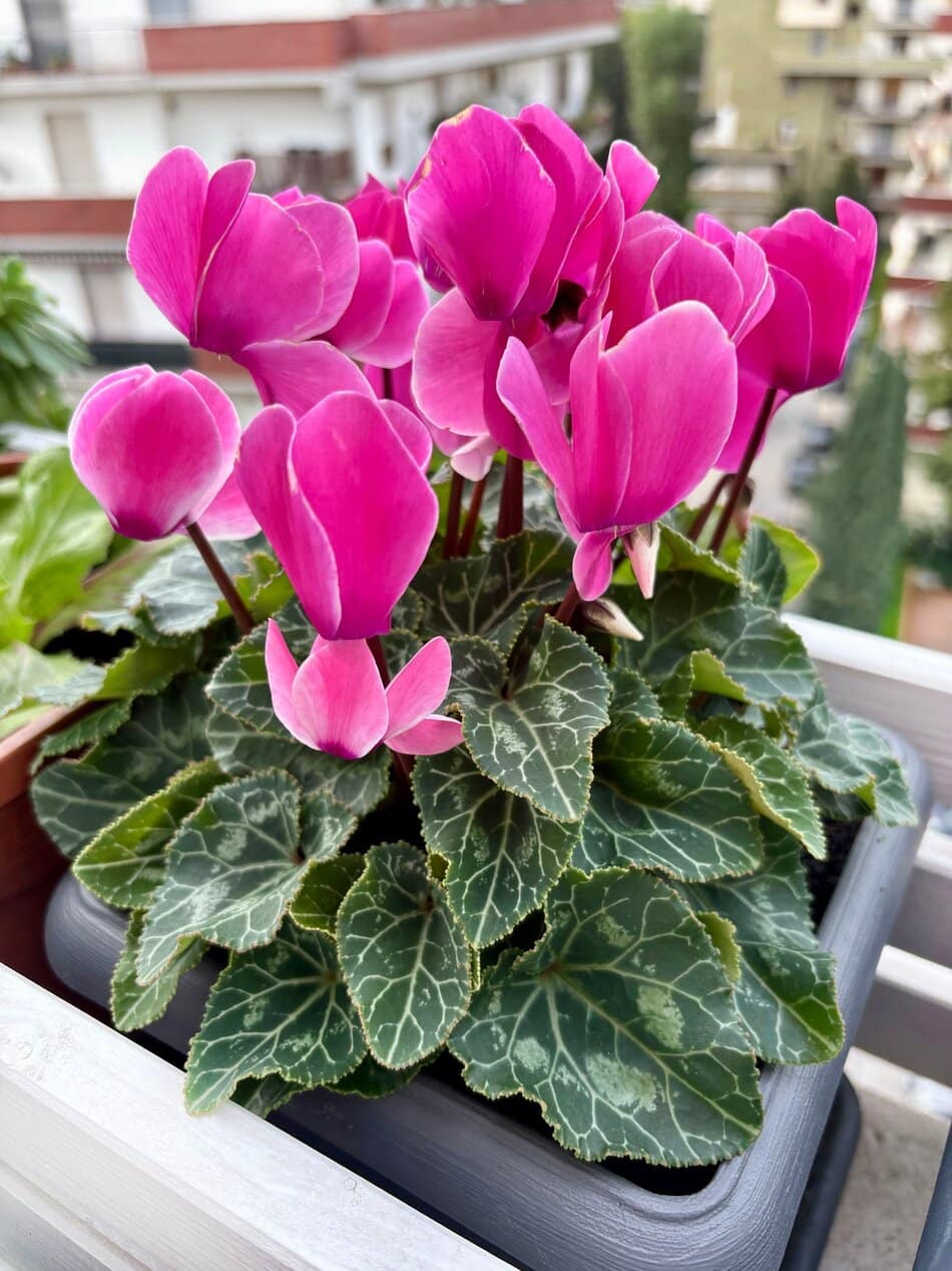 Rosa Alpenveilchen auf dem Balkon