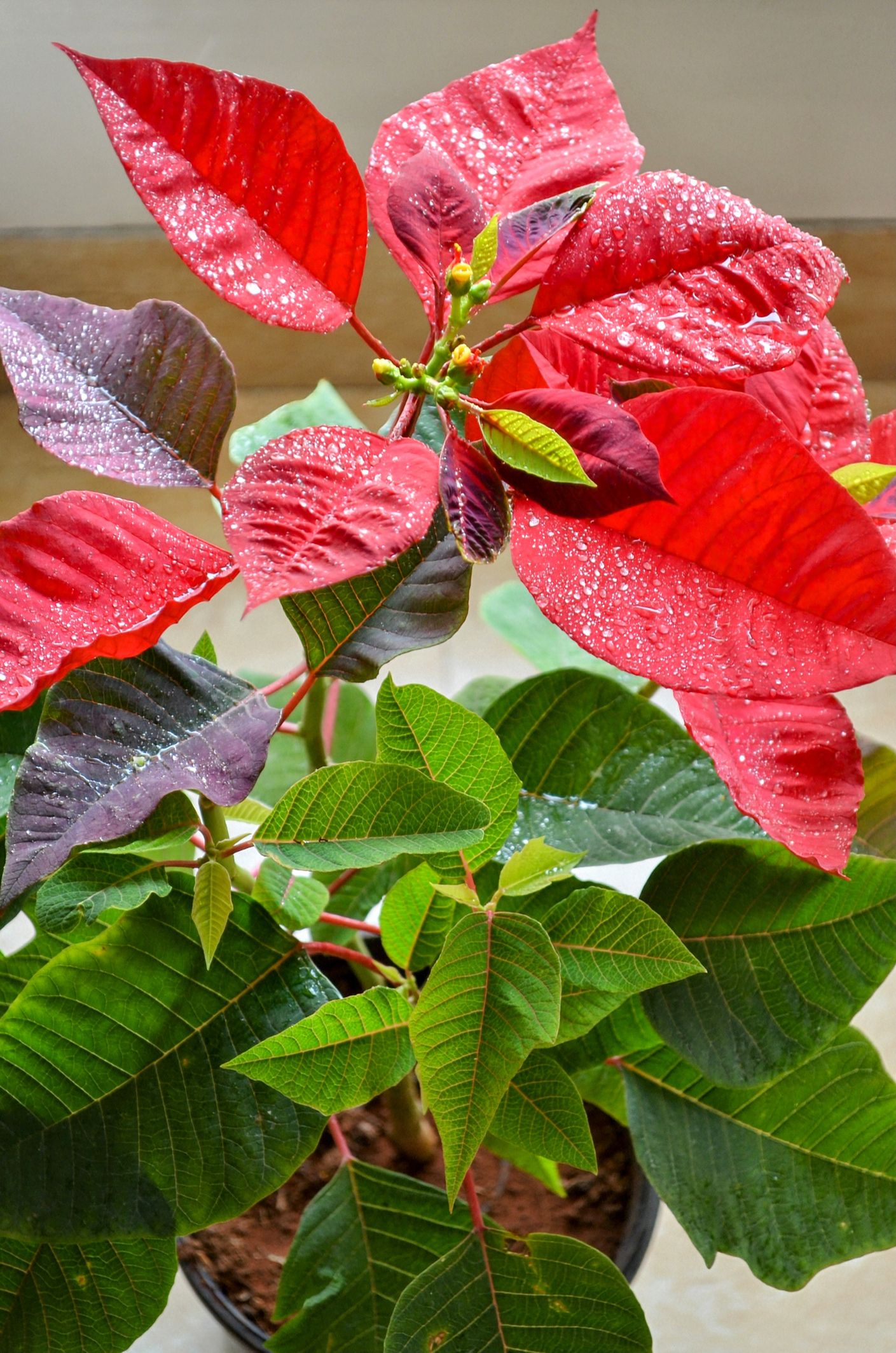 Poinsettia