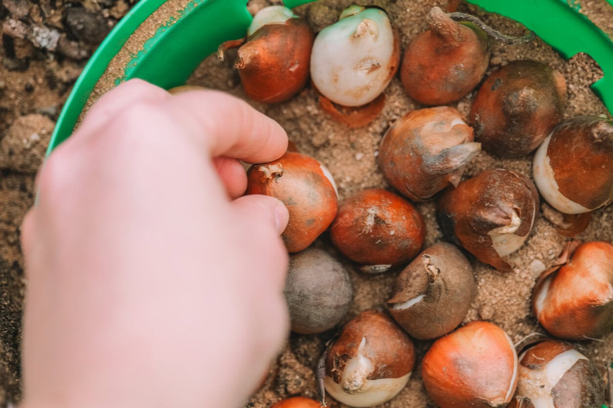 Tulip bulbs planting in a basket with sand