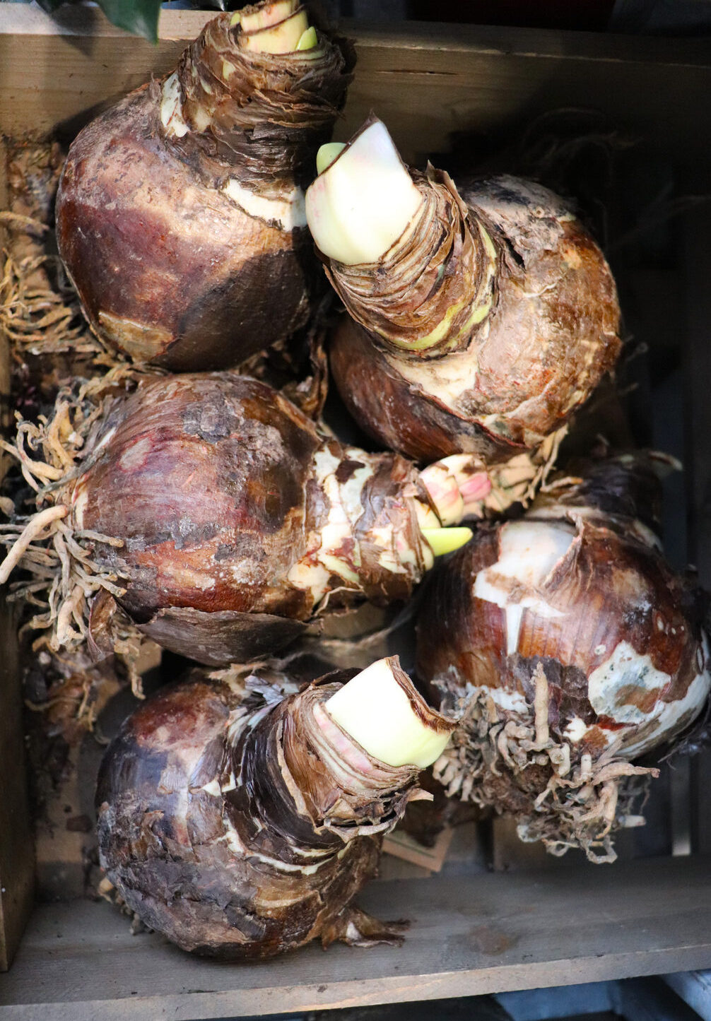 amaryllis bulbs