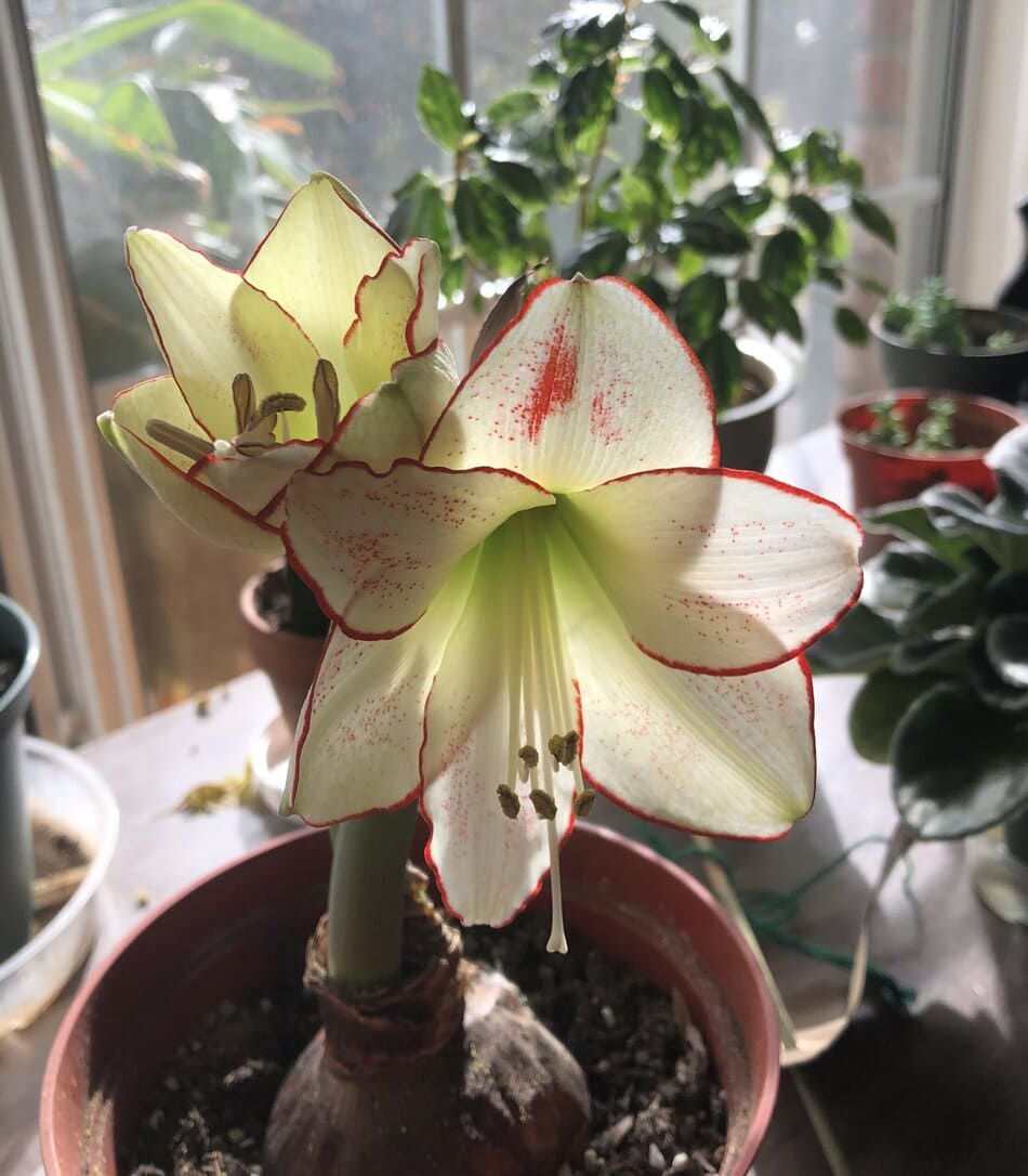 Amaryllis ‘Picasso’