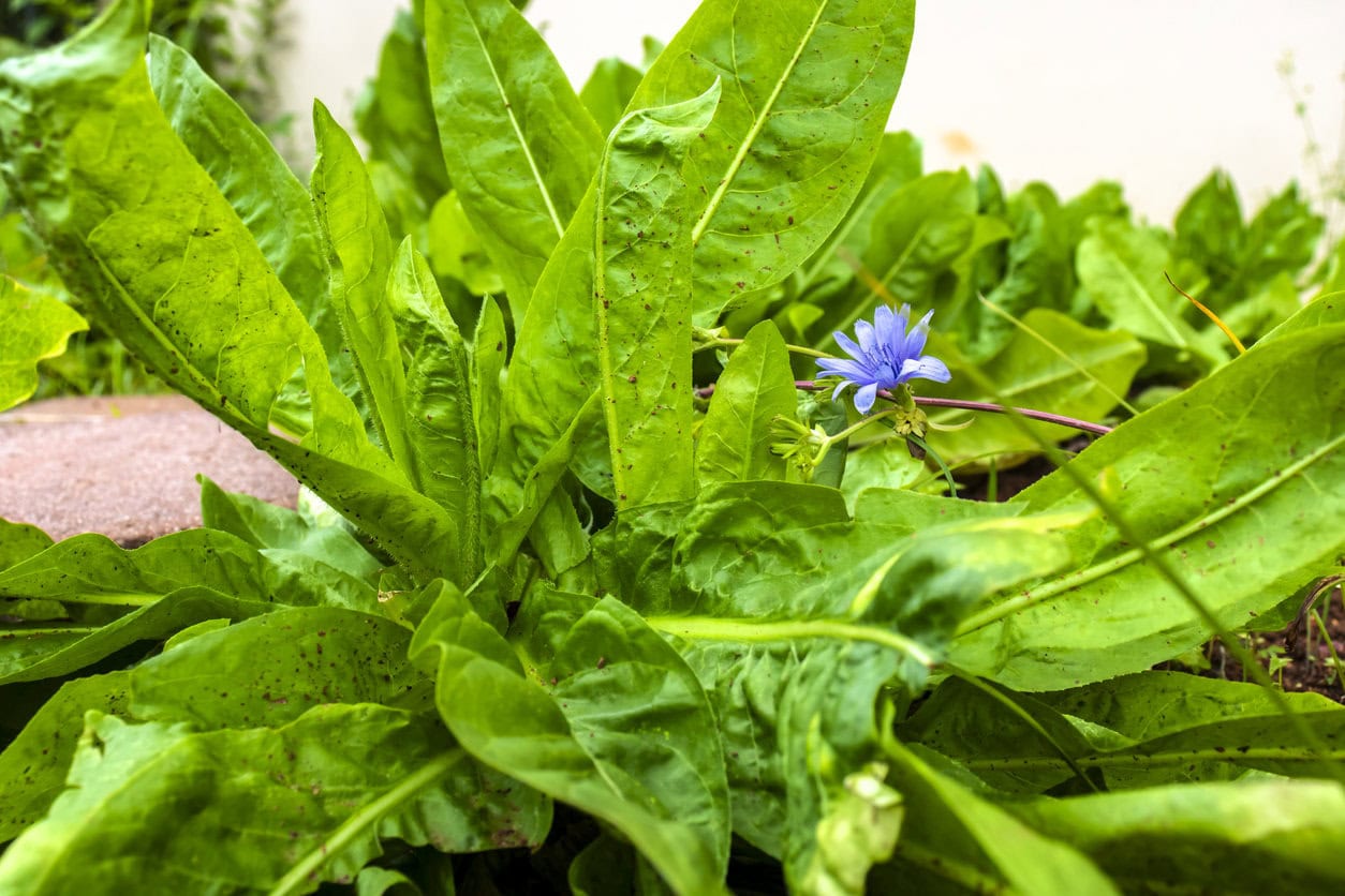 Chicory