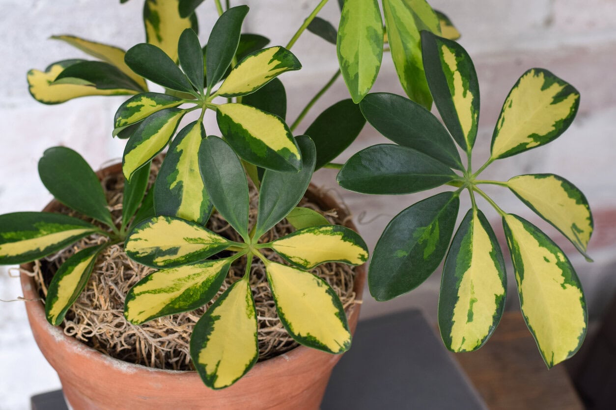Dwarf Umbrella Tree (variegated Schefflera)