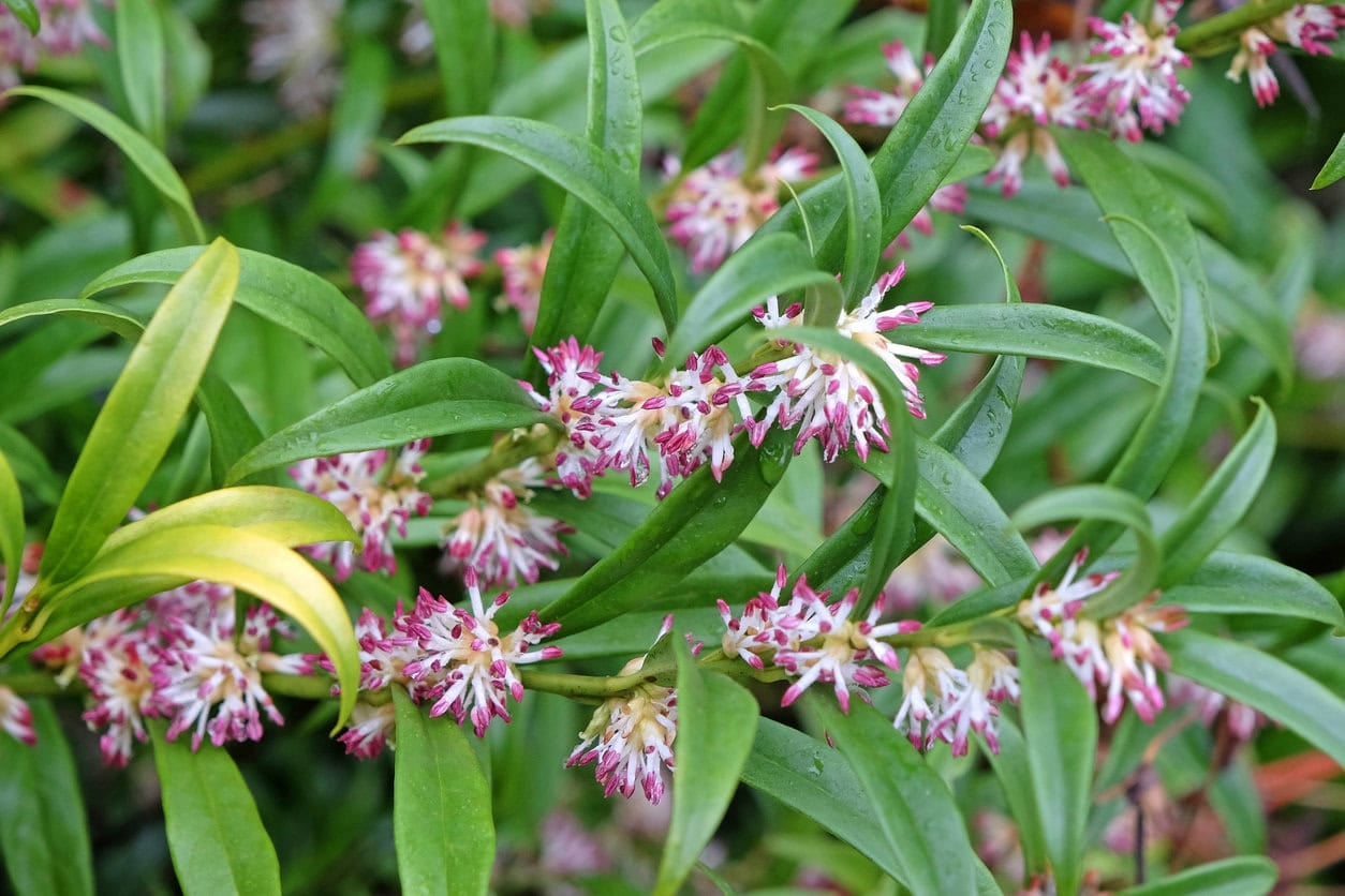 Sarcococca
