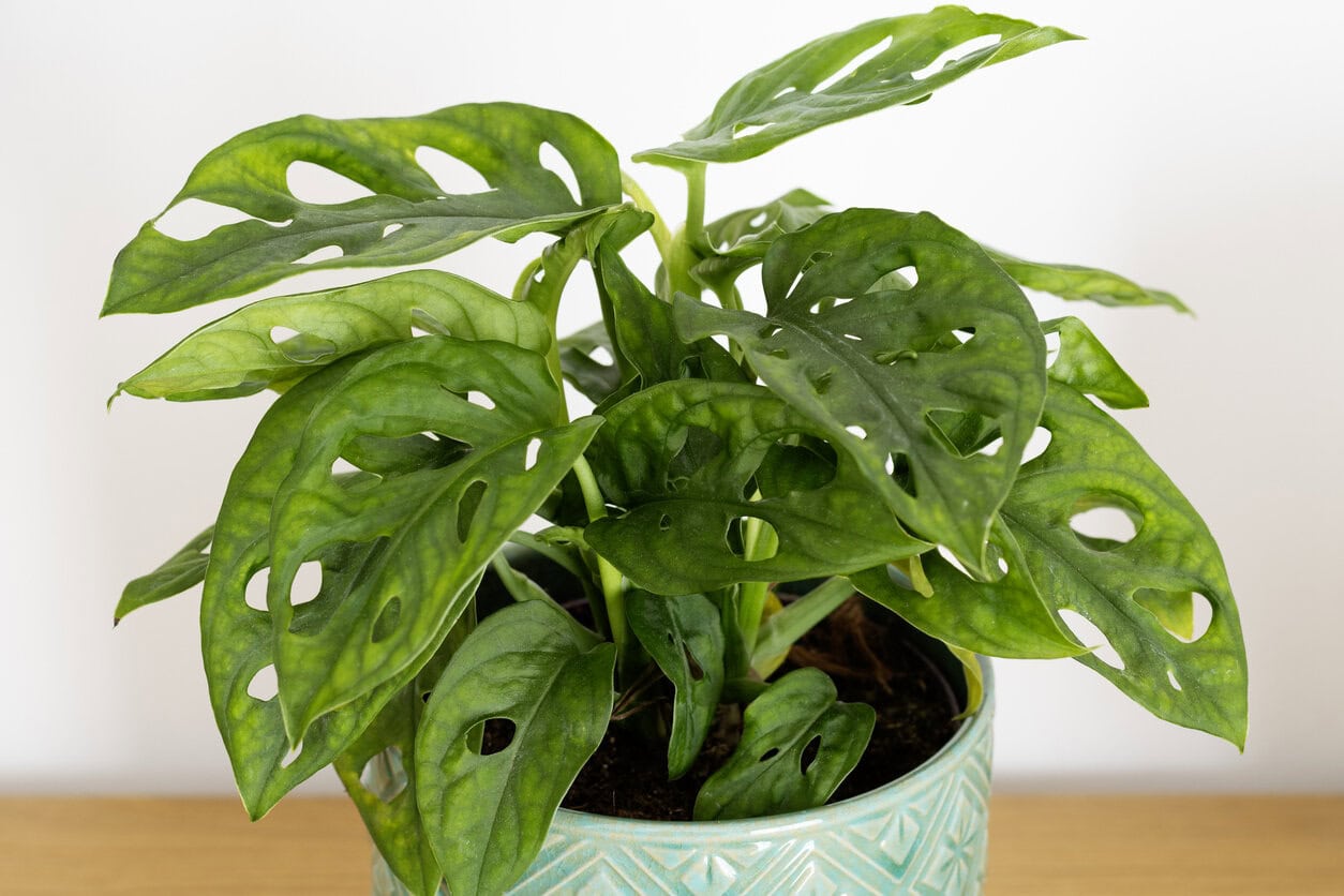 Swiss Cheese Plant (Monstera adansonii)