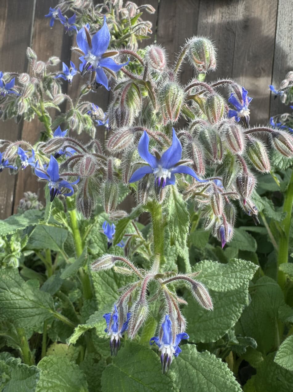 Borage